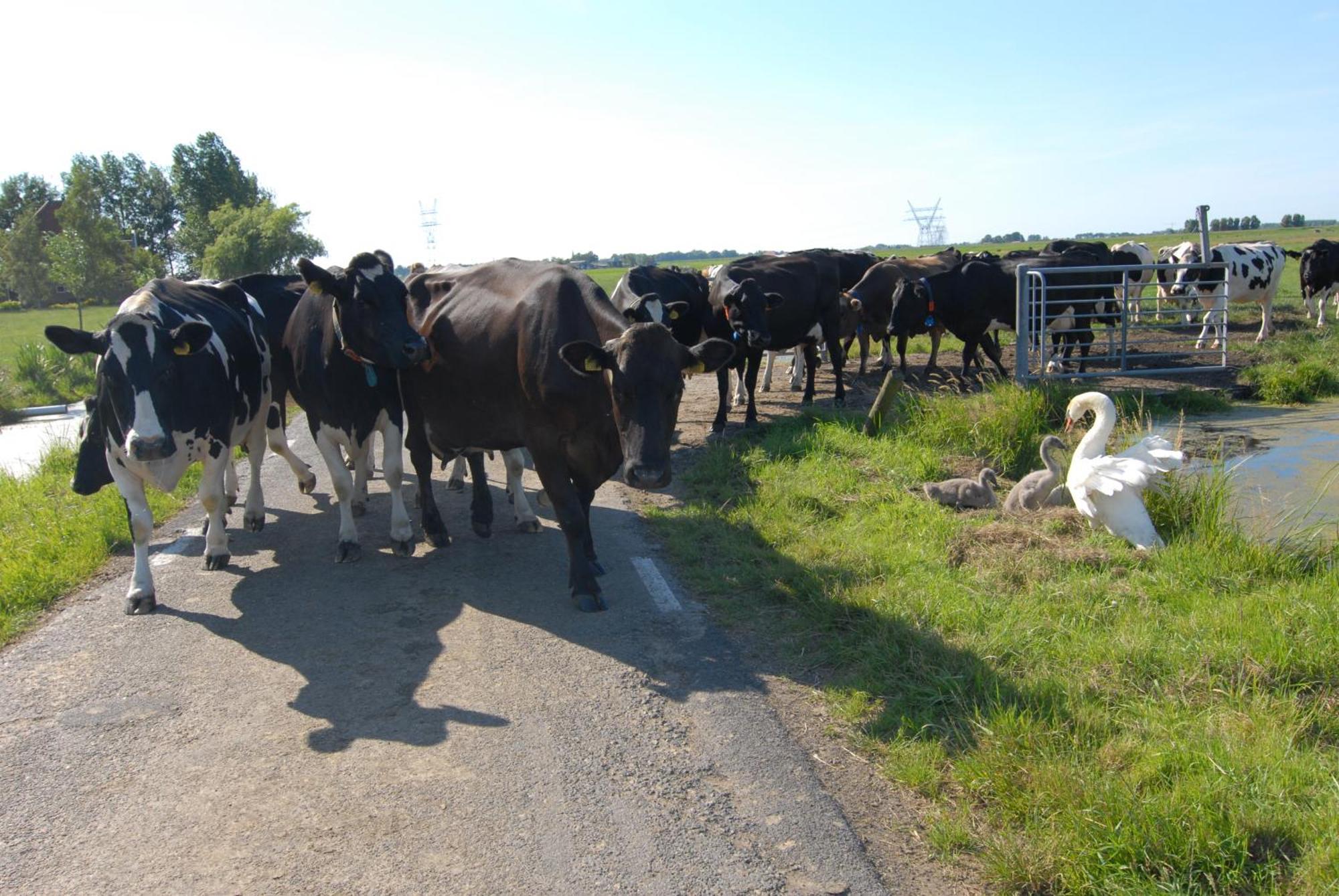 Farm Overleekerhoeve Monnickendam Exterior foto