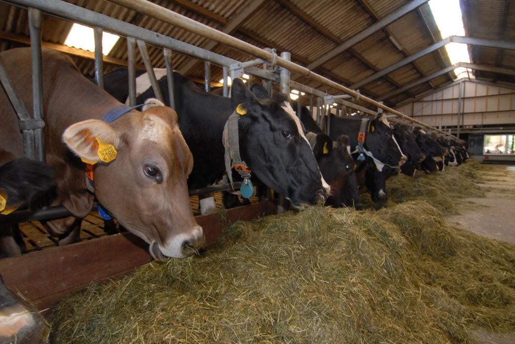 Farm Overleekerhoeve Monnickendam Exterior foto